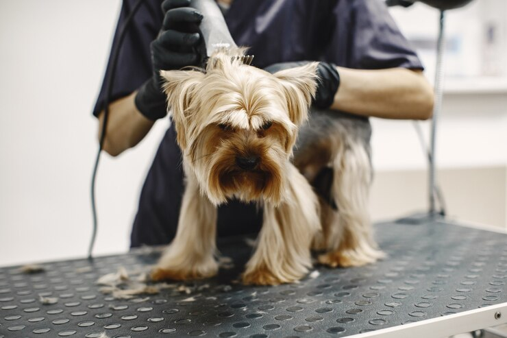 Dicas de como adaptar os cuidados dos pets ao clima da região